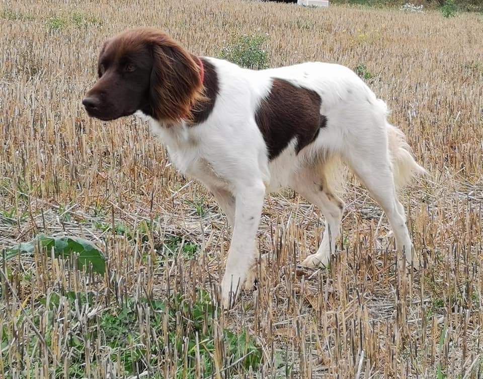 Portée Lana vom Hexenkuppen X Enzo von Schwedesdorf