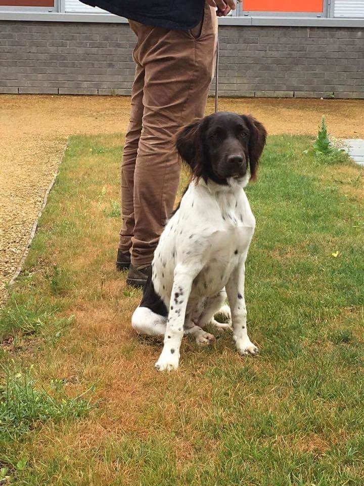 Chiots de Iron vom Hexenkuppen