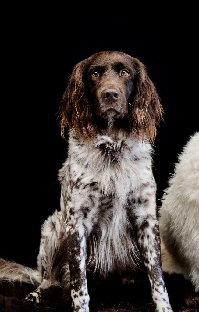 portée Lou vom Hexenkuppen et Pixer Jixer van de Chesannehof