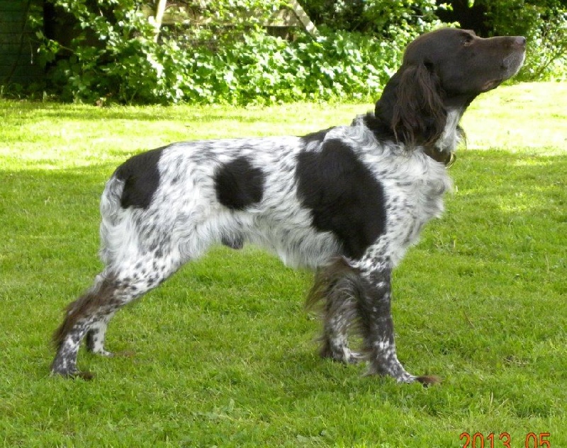 Nos Chiens